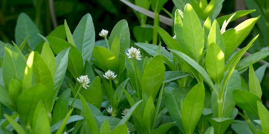 Alligator Weed