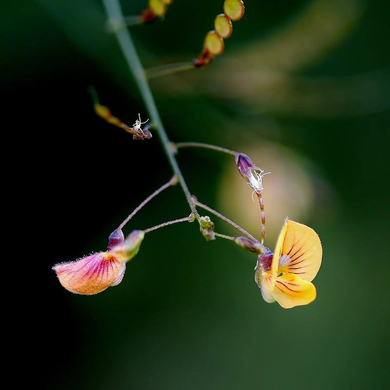 Pannicle Jointvetch