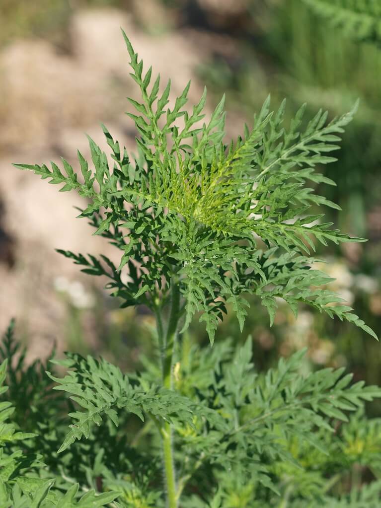 Annual Ragweed, Common Ragweed, Ambrosia, Bitterweed, Hay-fever Weed, Hogbrake, Hogweed, Horseweed, Asthma Plant