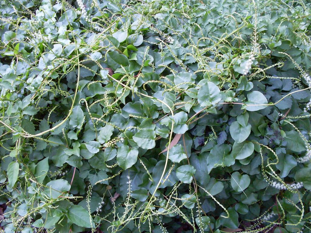 Madeira Vine, Jalap, Lamb’s-tail, Mignonette Vine, Anredera, Gulf Madeiravine, Heartleaf Madeiravine, Potato Vine