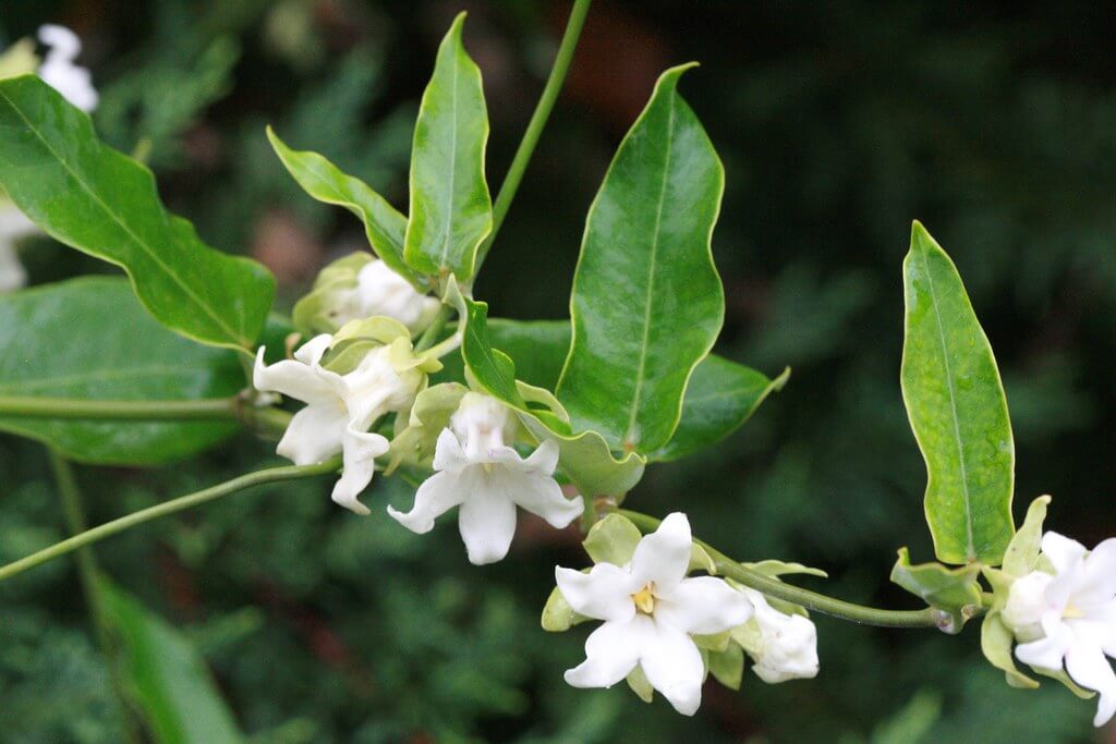 Moth Plant, Cape Dandelion, Cruel Plant, False Choko, Moth Vine, Peruvian Creepe, White Bladder Flower, White Moth Plant, White Moth Vine, Kapok Vine