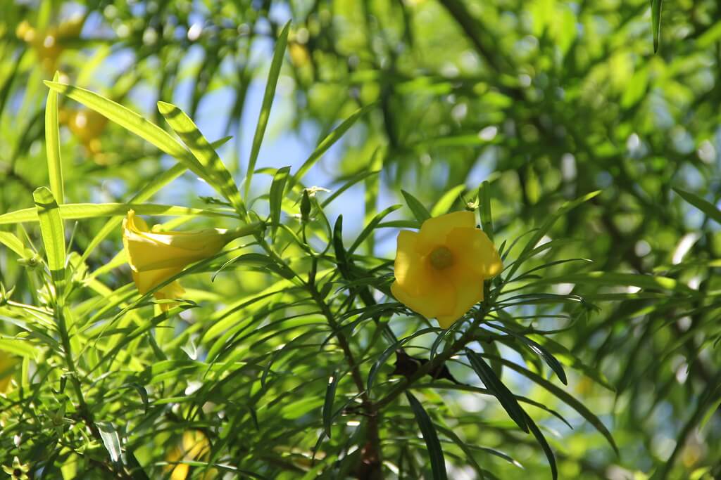 Yellow Oleander, Captain Cook Tree, Lucky Nut, Be-still Tree, Cook Tree, Tree Daffodil, Dicky Plant