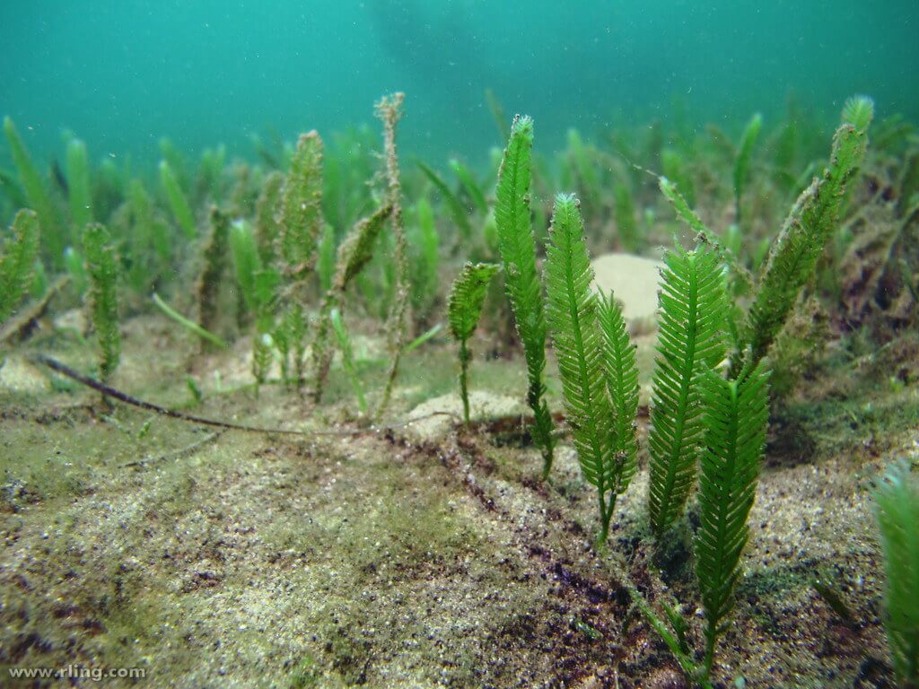 Caulerpa, Aquarium Caulerpa, Green Macroalga