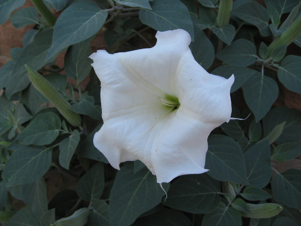 Hairy Thornapple