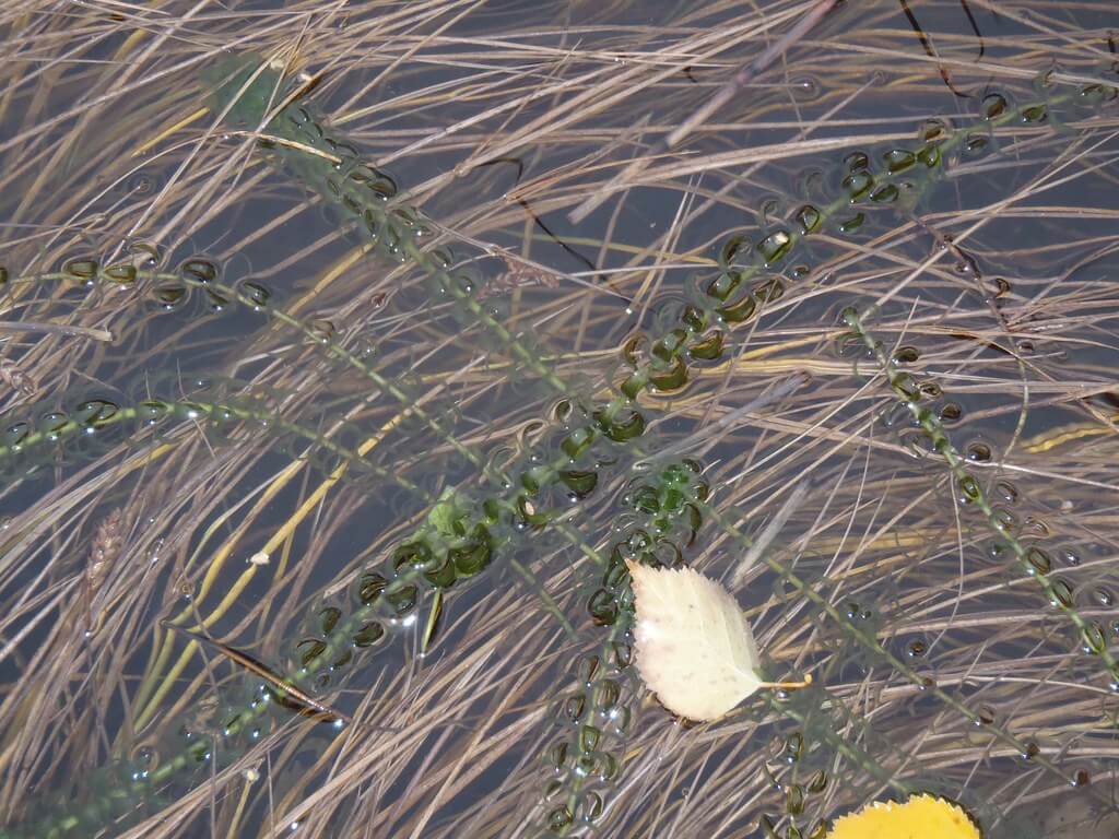 Hydrilla, Florida Elodea, Water Thyme, Waterthyme