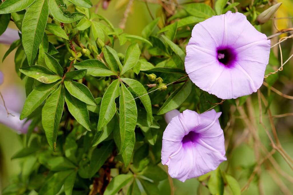 Coastal Morning-glory, Morning Glory, Mile-a-minute, Five-leaved Morning Glory