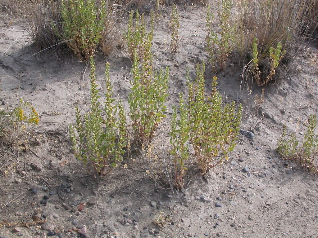 Poverty Weed, Death Weed, Devil’s Weed, Mouse-ear Poverty Weed, Poverty Sumpweed