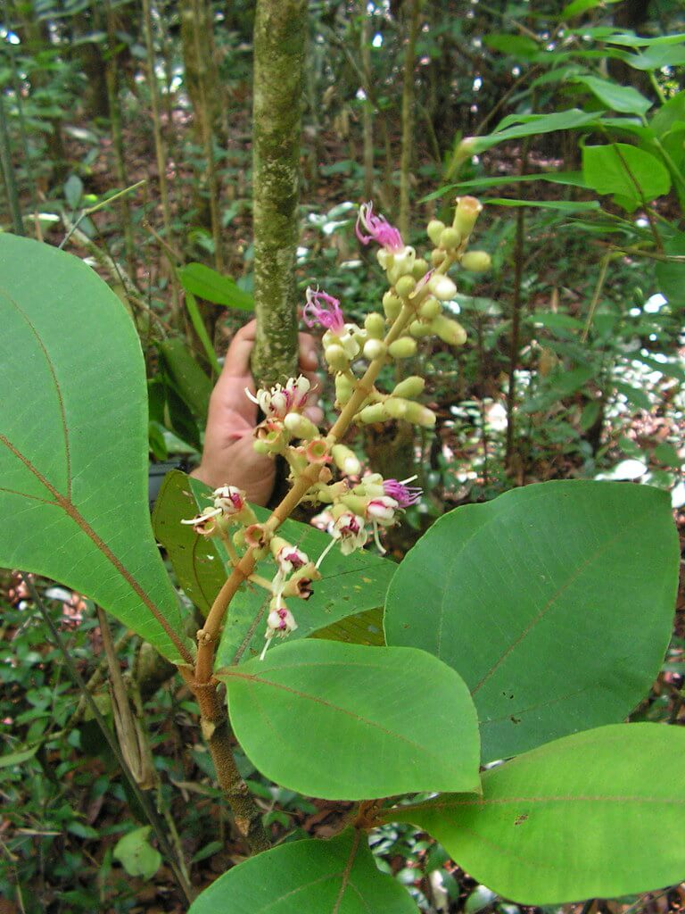 Miconia, Bush Currant, Purple Plague, Velvetleaf, Velvet Tree