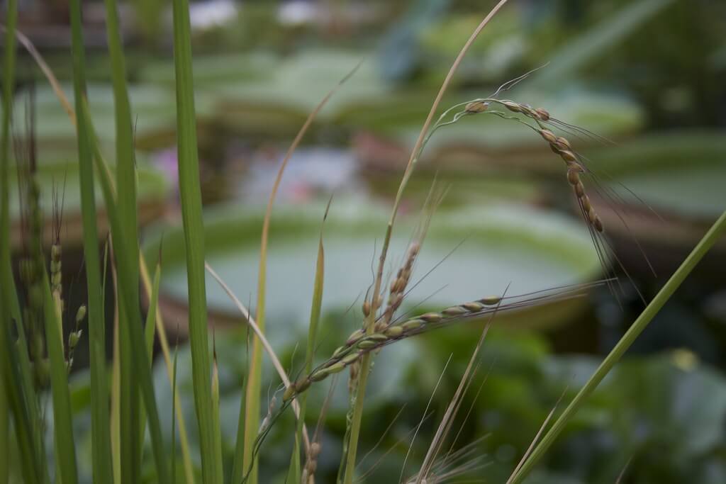 Red Rice, Wild Rice
