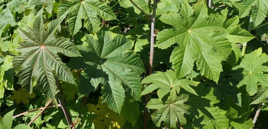 Castor Oil Plant, Jarak (Christmas Is.), Castor Bean, Castor Oil Bush, Palma-christi, Mamona