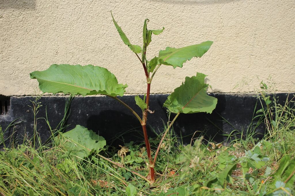Broad-leaved Dock, Broadleaf Dock, Bitter Dock