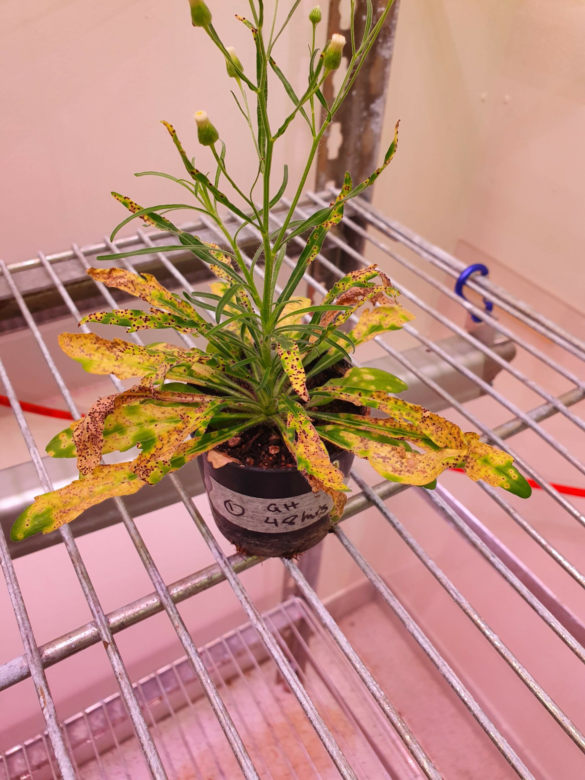 Biocontrol hub