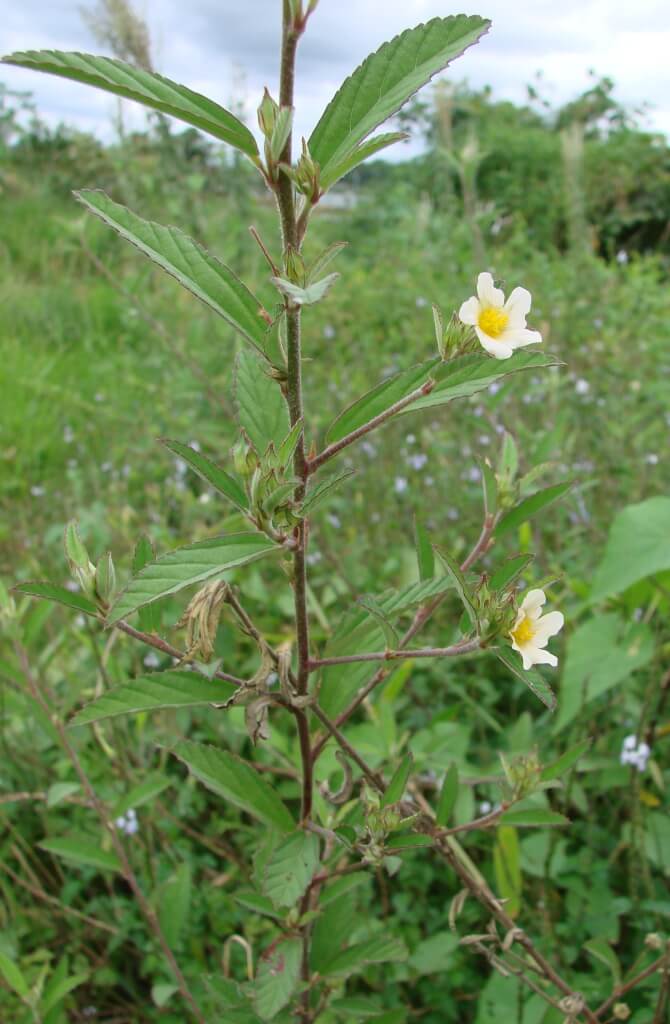 Paddy’s Lucerne, Common Sida