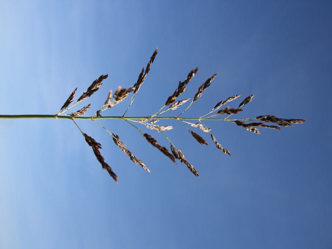 Silk Forage Sorghum
