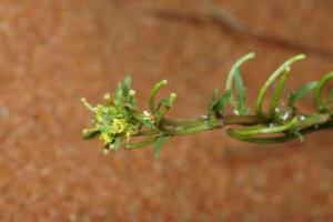 African Turnip Weed