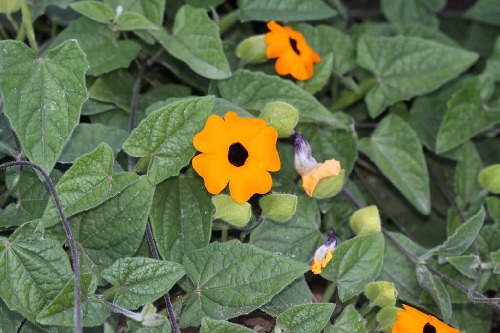 Thunbergia
